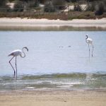sardinien-chia-su-giudeu-flamingos-in-der-lagune-p1690703